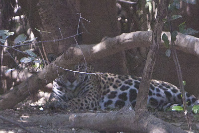 Jaguars hides