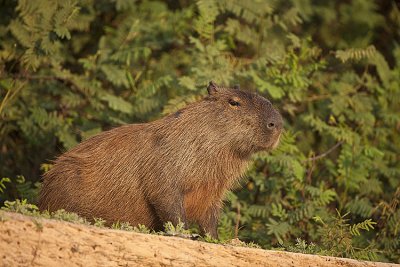 Capybaras