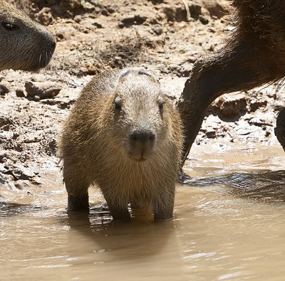 Capybaras baby