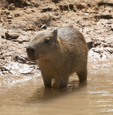 Capybaras baby