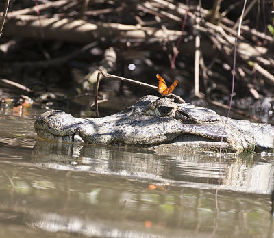 Caiman with butterfly