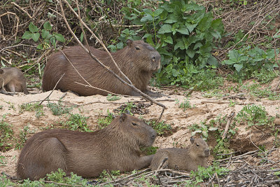 Capybaras