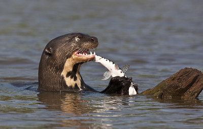 Giant Otter eats