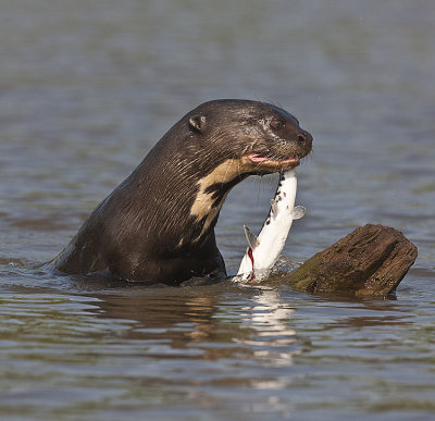Giant Otter eats