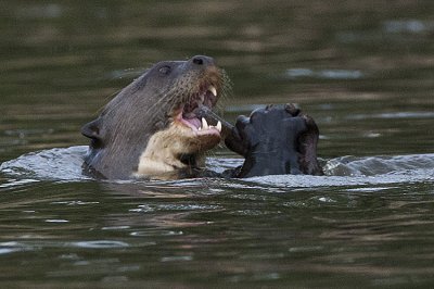 Giant Otter eats