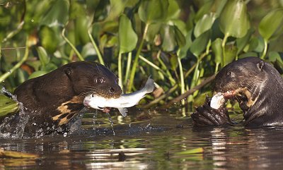 Giant Otters eats