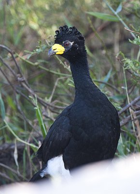 Bare-faced Curassow,male
