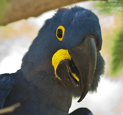 Hyacinth Macaw