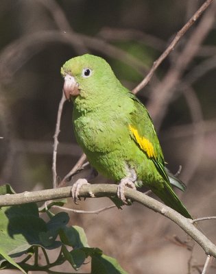 Yellow-Chevroned Parakeet