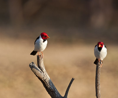 Red-capped Cardinals
