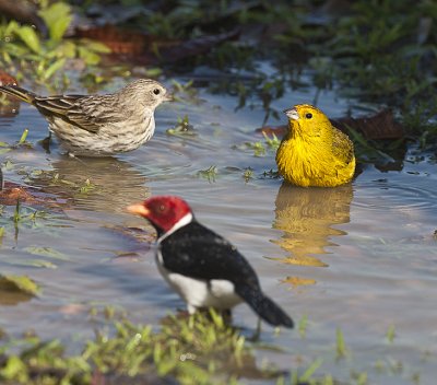 Red-capped Cardinal,Saffron Yellow Finch