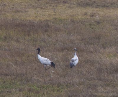 Black-necked Crane