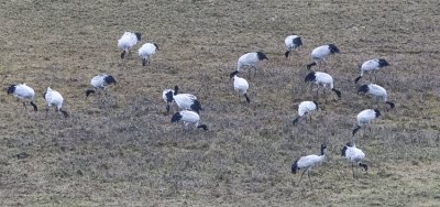 Black-necked Crane