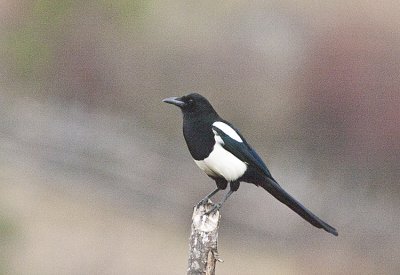 Black-bellied Magpie