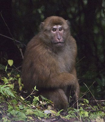 Assamese Macaques