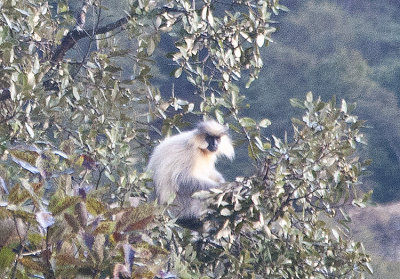 Golden Lemur