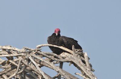 Turkey Vultures