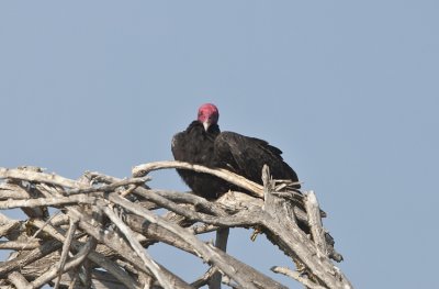 Turkey Vulture