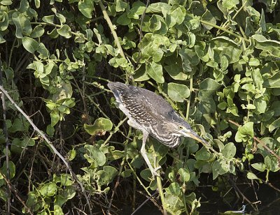 Striated Heron