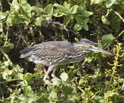 Striated Heron