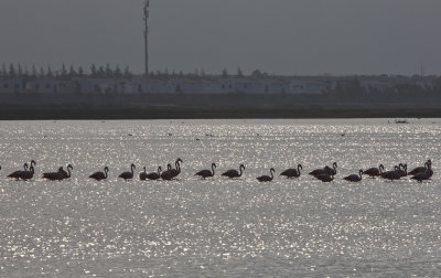 Chilean Flamingos backlit