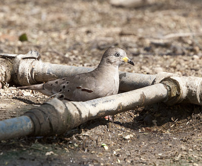 Croaking Ground Dove