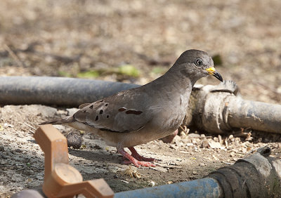 Croaking Ground Dove