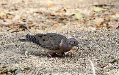 Eared Dove