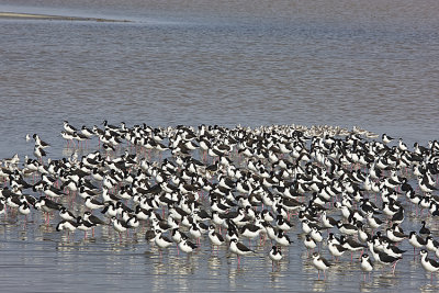 Black-necked Stilts