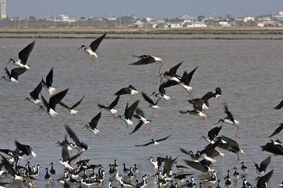 Black-necked Stilts