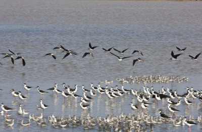 Black-necked Stilts