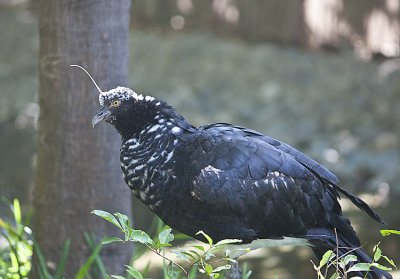 Horned Screamer