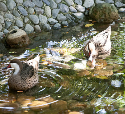 White cheeked Pintail