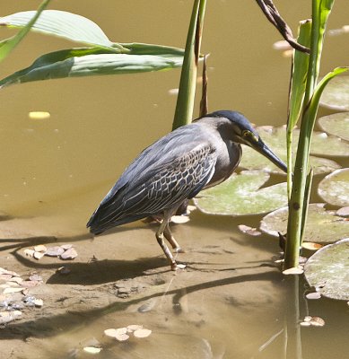 Striated Heron