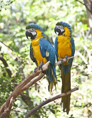 Blue and Yellow Macaw pair