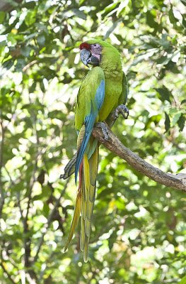Chesnut-fronted Macaw