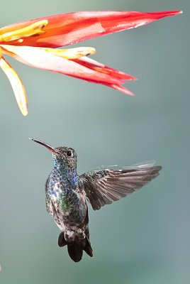 Hummingbirds