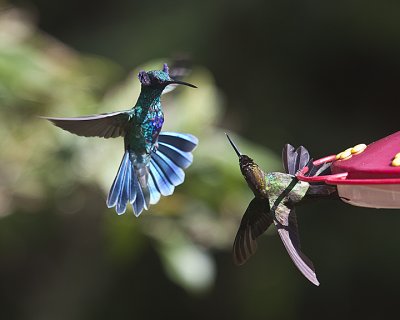 Violet-crowned