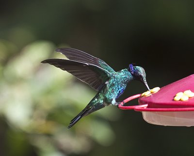 Sparkling Violet-eared