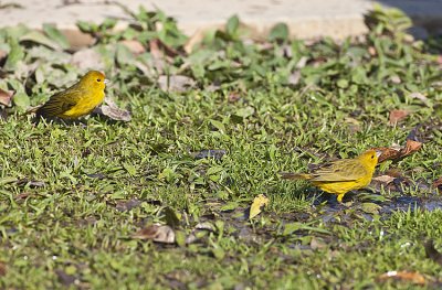 Saffron Yellow Finchs
