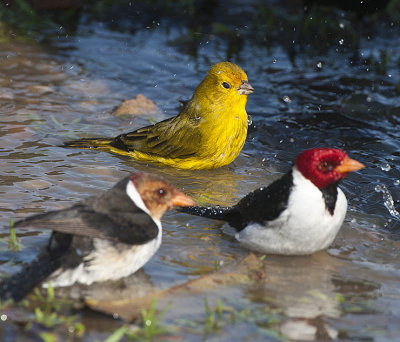 Red-capped Cardinal,Saffron Yellow Finch