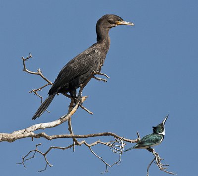 Neotropic Cormorant and Green Kingfisher