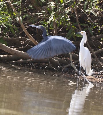 Little Blue Heron and Snowy egret