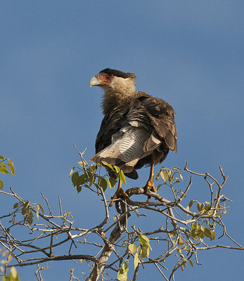 Southern Crested Caracaras