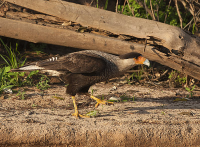 Southern Crested Caracaras