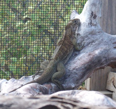   Anegada Iguana