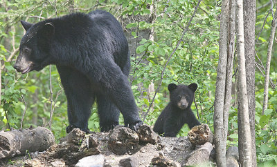 Black Bear mom and young cub