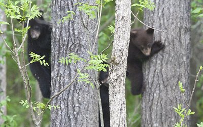 Cubs up their adjacent trees