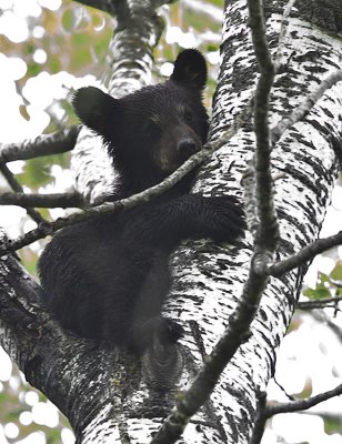 Cub 50 feet up a tree