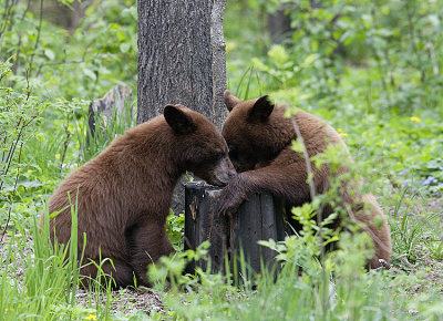 Two yearlings share